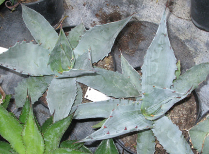 Palmaris Agave gigantensis 