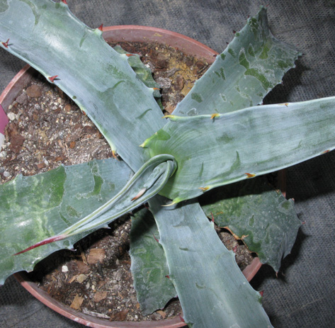 Palmaris Agave gigantensis 