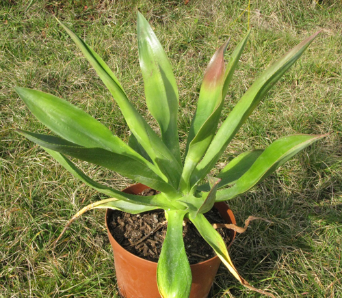 Pépinière Palmaris Agave gomezpompae