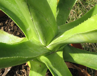 Pépinière Palmaris Agave gomezpompae