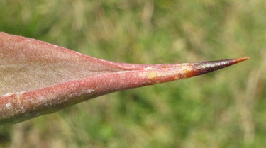 Pépinière Palmaris Agave gomezpompae