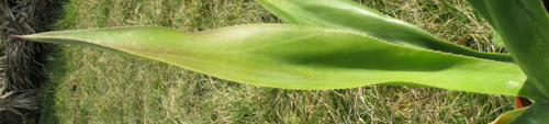 Pépinière Palmaris Agave gomezpompae