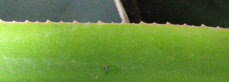 Pépinière Palmaris Agave gomezpompae