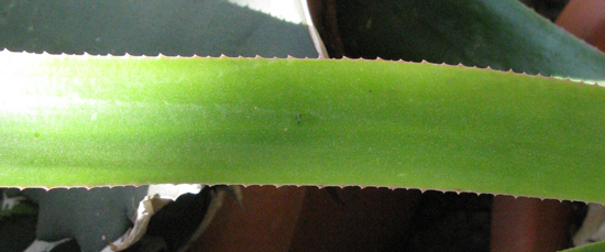 Pépinière Palmaris Agave gomezpompae