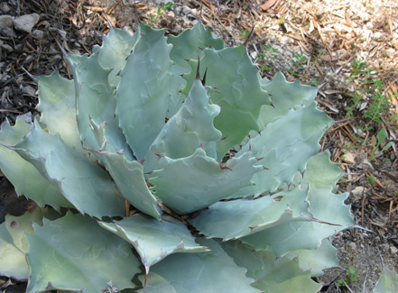 Palmaris Agave guadalajarana Nice