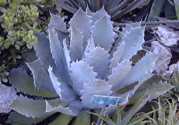 Palmaris Agave guadalajarana Jardin des Cèdres