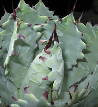 Palmaris Agave guadalajarana