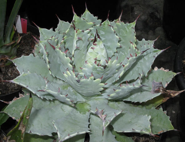 Palmaris Agave guadalajarana