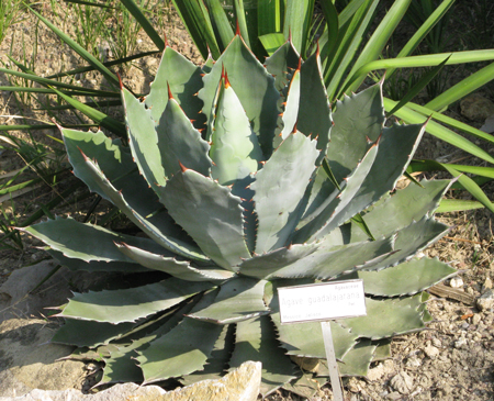 Pépinière Palmaris Agave guadalajarana Nice