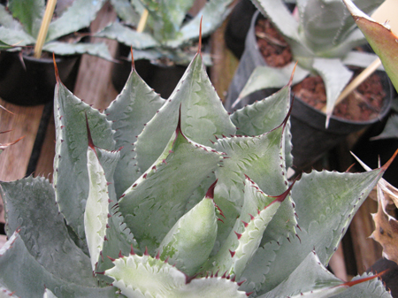 Pépinière Palmaris Agave guadalajarana minor