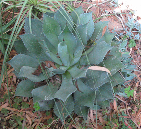 Pépinière Palmaris Agave guadalajarana minor Navarro