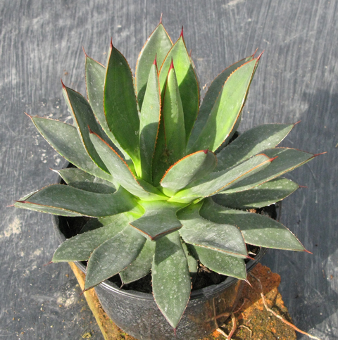 Pépinière Palmaris Agave colimana X guadalajarana