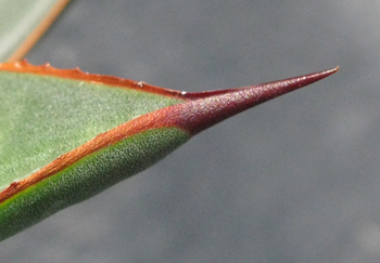 Pépinière Palmaris Agave colimana X guadalajarana