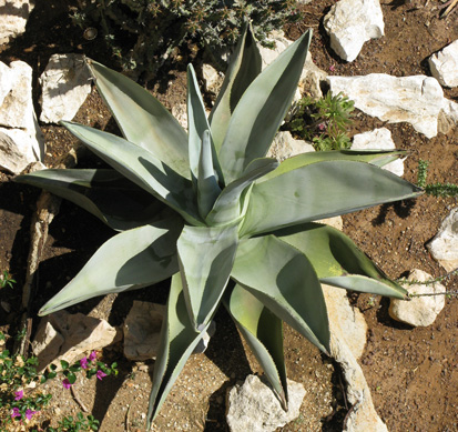 Palmaris Agave guiengola Monaco