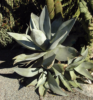 Palmaris Agave guiengola Jardin des Cèdres