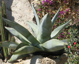 Palmaris Agave guiengola Monaco