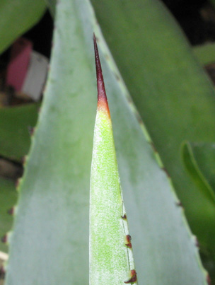 Palmaris Agave guiengola