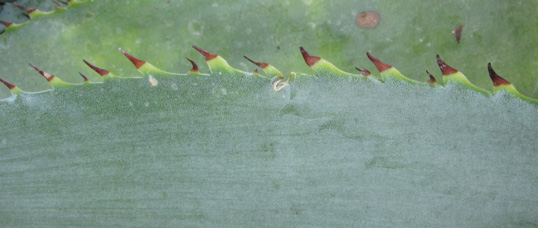 Palmaris Agave guiengola