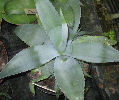 Palmaris Agave guiengola