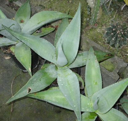 Palmaris Agave guiengola