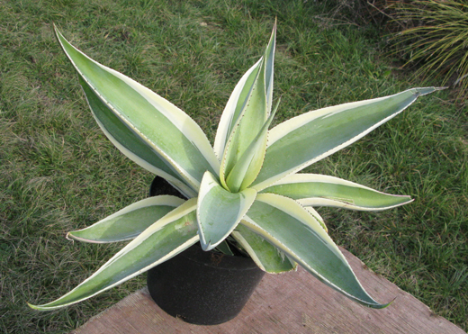 Pépinière Palmaris Agave guiengola marginata "Crême brûlée"