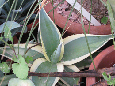 Pépinière Palmaris Agave guiengola marginata "Crême brûlée"