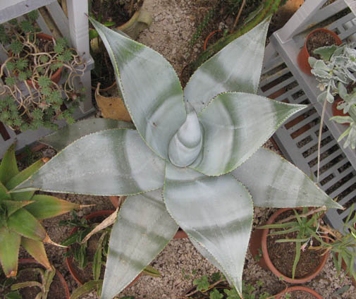 Pépinière Palmaris Agave guiengola Navarro