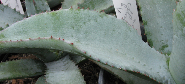 Palmaris Agave gypsophila forme bleue