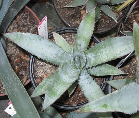 Palmaris Agave gypsophila forme bleue