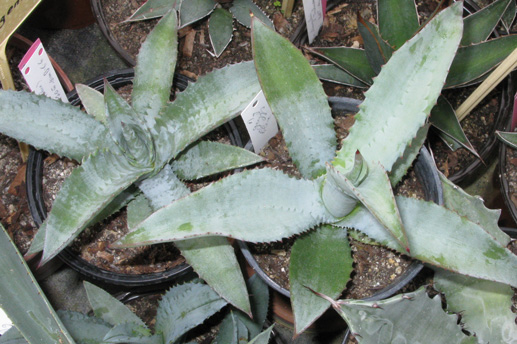 Palmaris Agave gypsophila forme bleue