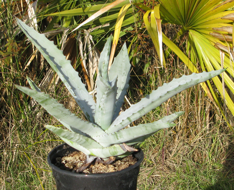 Pépinière Palmaris Agave gypsophila "blue"