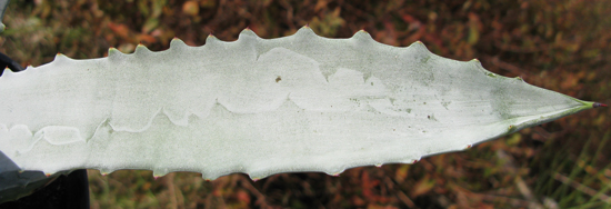 Pépinière Palmaris Agave gypsophila "blue"