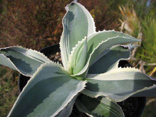 Pépinière Palmaris Agave gypsophila "Ivory curl"