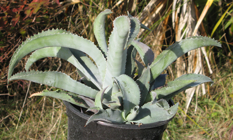 Pépinière Palmaris Agave gypsophila