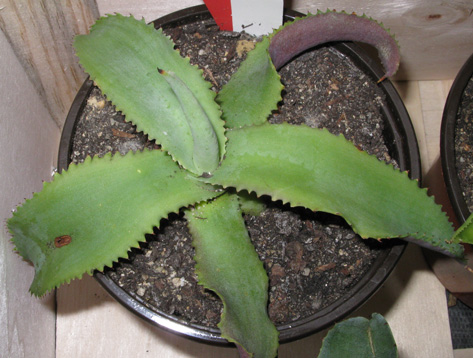 Palmaris Agave gypsophila