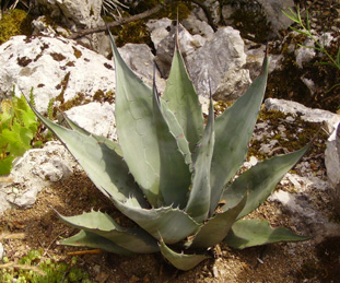 Palmaris Agave havardiana Espinet