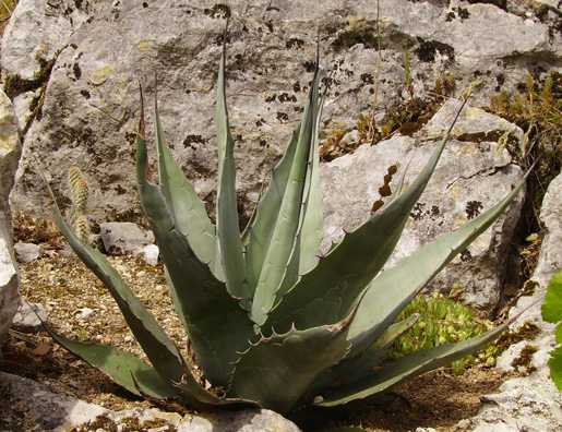 Palmaris Agave havardiana Espinet