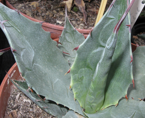 Palmaris Agave havardiana 