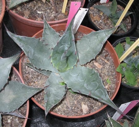 Palmaris Agave havardiana 