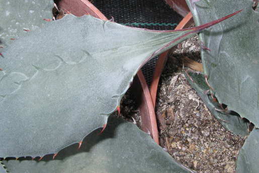 Palmaris Agave havardiana 