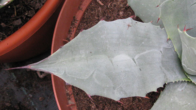 Palmaris Agave havardiana