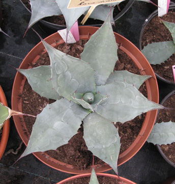 Palmaris Agave havardiana