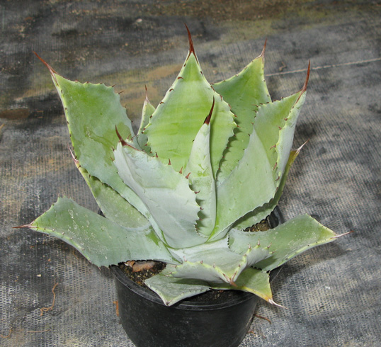 Pépinière Palmaris Agave hiemiflora 