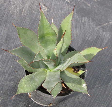 pépinière Palmaris Agave hookeri