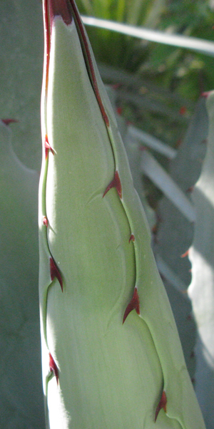 pépinière Palmaris Agave hookeri