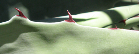 pépinière Palmaris Agave hookeri