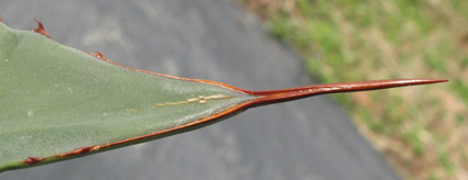 pépinière Palmaris Agave hookeri