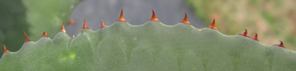 pépinière Palmaris Agave hookeri