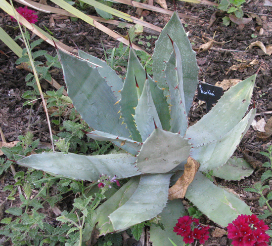 pépinière Palmaris Agave hookeri