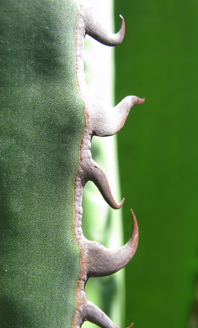 Agave horrida horrida spination marginale